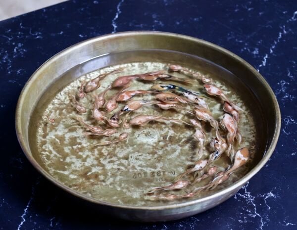 Haşime Altaylı | Seri no: 132102