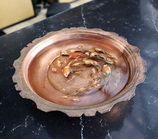 Haşime Altaylı | Döngü